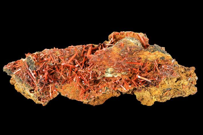 Bright Orange Crocoite Crystal Cluster - Tasmania #106809